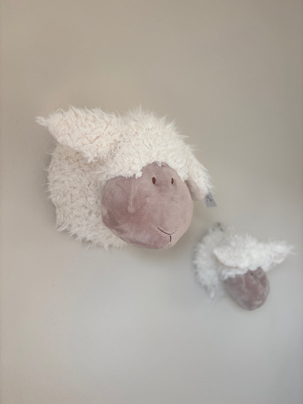 Schapenkop Wand - Middel (24 cm)